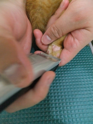 保護猫里親募集里親さん募集中野良猫迷子猫保護猫掲示板いつでも里親募集中東京フントヒュッテ文京区トリミングビションカットhundehutte猫シャンプー猫トリミング51.jpg