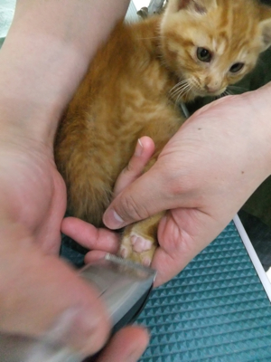 保護猫里親募集里親さん募集中野良猫迷子猫保護猫掲示板いつでも里親募集中東京フントヒュッテ文京区トリミングビションカットhundehutte猫シャンプー猫トリミング52.jpg