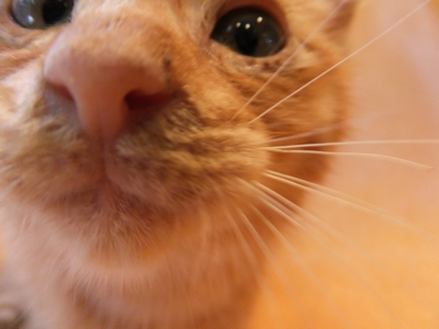 保護猫里親募集里親さん募集中野良猫迷子猫保護猫掲示板いつでも里親募集中東京フントヒュッテ文京区トリミングビションカットhundehutte猫シャンプー猫トリミング58.jpg