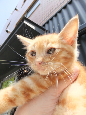 保護猫里親募集里親さん募集中野良猫迷子猫保護猫掲示板いつでも里親募集中東京フントヒュッテ文京区トリミングビションカットhundehutte猫シャンプー猫トリミング59.jpg