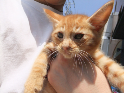 保護猫里親募集里親さん募集中野良猫迷子猫保護猫掲示板いつでも里親募集中東京フントヒュッテ文京区トリミングビションカットhundehutte猫シャンプー猫トリミング60.jpg