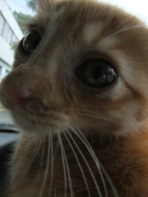 保護猫里親募集里親さん募集中野良猫迷子猫保護猫掲示板いつでも里親募集中東京フントヒュッテ文京区トリミングビションフリーゼカット猫トリミングhundehutte7.jpg
