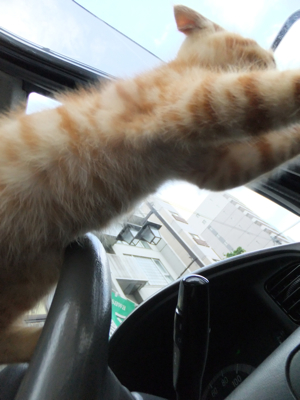 保護猫里親募集里親さん募集中野良猫迷子猫保護猫掲示板いつでも里親募集中東京フントヒュッテ文京区トリミングビションフリーゼカット猫トリミングhundehutte12.jpg