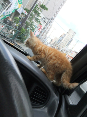 保護猫里親募集里親さん募集中野良猫迷子猫保護猫掲示板いつでも里親募集中東京フントヒュッテ文京区トリミングビションフリーゼカット猫トリミングhundehutte13.jpg