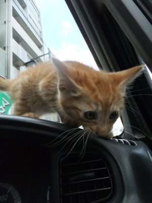 保護猫里親募集里親さん募集中野良猫迷子猫保護猫掲示板いつでも里親募集中東京フントヒュッテ文京区トリミングビションフリーゼカット猫トリミングhundehutte14.jpg