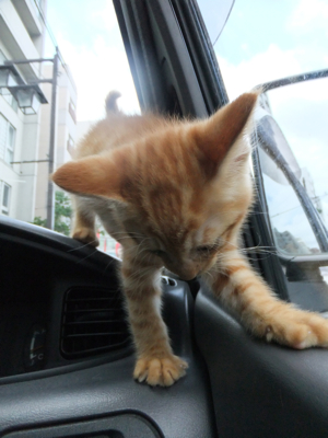 保護猫里親募集里親さん募集中野良猫迷子猫保護猫掲示板いつでも里親募集中東京フントヒュッテ文京区トリミングビションフリーゼカット猫トリミングhundehutte15.jpg