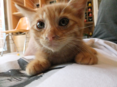 保護猫里親募集里親さん募集中野良猫迷子猫保護猫掲示板いつでも里親募集中東京フントヒュッテ文京区トリミングビションフリーゼカット猫トリミングhundehutte20.jpg