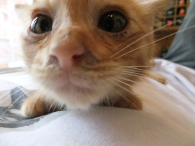 保護猫里親募集里親さん募集中野良猫迷子猫保護猫掲示板いつでも里親募集中東京フントヒュッテ文京区トリミングビションフリーゼカット猫トリミングhundehutte23.jpg