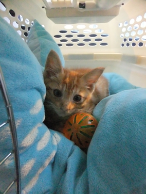 保護猫里親募集里親さん募集中野良猫迷子猫保護猫掲示板いつでも里親募集中東京フントヒュッテ文京区トリミングビションカット猫トリミングhundehutteマルクト小伝馬町1.jpg