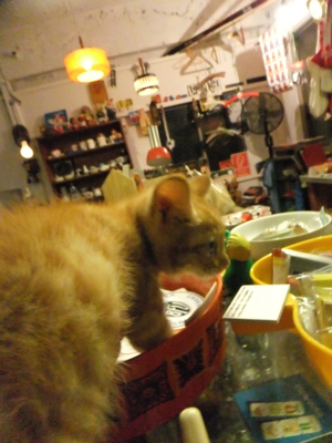保護猫里親募集里親さん募集中野良猫迷子猫保護猫掲示板いつでも里親募集中東京フントヒュッテ文京区トリミングビションカット猫トリミングhundehutteマルクト小伝馬町8.jpg