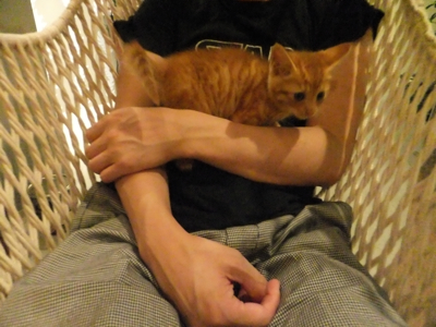 保護猫里親募集里親さん募集中野良猫迷子猫保護猫掲示板いつでも里親募集中東京フントヒュッテ文京区トリミングビションカット猫トリミングhundehutteマルクト小伝馬町10.jpg