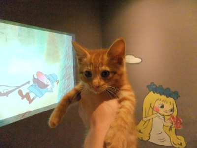 保護猫里親募集里親さん募集中野良猫迷子猫保護猫掲示板いつでも里親募集中東京フントヒュッテ文京区トリミングビションカット猫トリミングhundehutteマルクト小伝馬町11.jpg