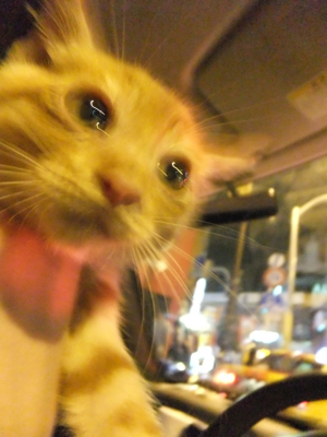 保護猫里親募集里親さん募集中野良猫迷子猫保護猫掲示板いつでも里親募集中東京フントヒュッテ文京区トリミングビションカット猫トリミングhundehutteマルクト小伝馬町13.jpg