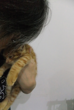 保護猫里親募集里親さん募集中野良猫迷子猫保護猫掲示板いつでも里親募集中東京フントヒュッテ文京区トリミングビションカット猫トリミングhundehutteマルクト小伝馬町14.jpg