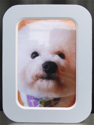 ビションフリーゼトリミング文京区ビションフリーゼカットフントヒュッテビションフリーゼ子犬情報東京hundehutteバースデープレゼントCDギフトケース1.jpg