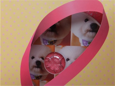 ビションフリーゼトリミング文京区ビションフリーゼカットフントヒュッテビションフリーゼ子犬情報東京hundehutteバースデープレゼントCDギフトケース5.jpg