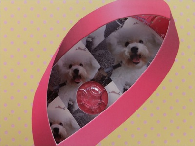 ビションフリーゼトリミング文京区ビションフリーゼカットフントヒュッテビションフリーゼ子犬情報東京hundehutteバースデープレゼントCDギフトケース6.jpg