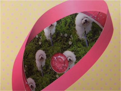 ビションフリーゼトリミング文京区ビションフリーゼカットフントヒュッテビションフリーゼ子犬情報東京hundehutteバースデープレゼントCDギフトケース13.jpg