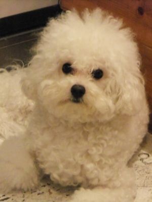 犬ペットホテル文京区フントヒュッテオリジナル首輪リードハーネスカフェリード犬用グッズhundehutte東京ビションフリーゼこいぬ文京区トリミングビションカット7.jpg