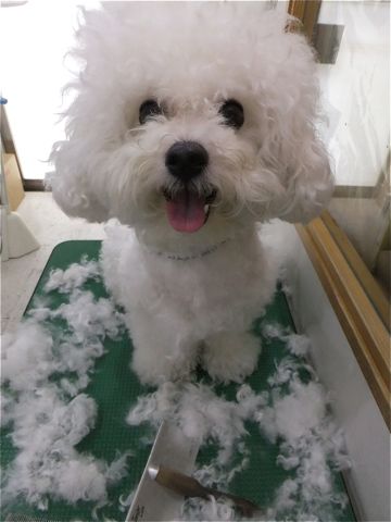 ビションフリーゼトリミング文京区ペットホテルビションカットhundehutte東京ビションフリーゼフントヒュッテ犬用グッズ首輪リードハーネスカフェリード1.jpg