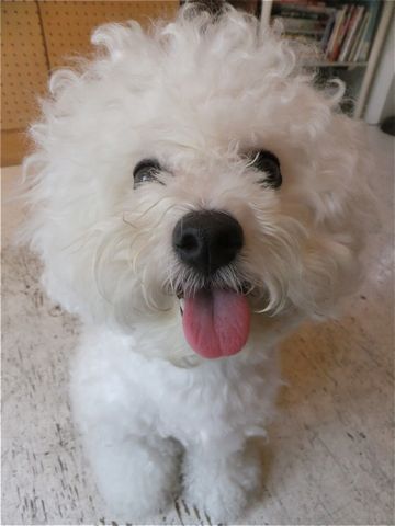 ペットホテル文京区ビションフリーゼトリミングビションカットhundehutte東京ビションフリーゼフントヒュッテ犬用グッズ首輪リードハーネスカフェリード11.jpg