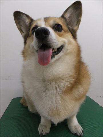 コーギーサマーカットコーギートリミング文京区フントヒュッテhundehutte東京ビションフリーゼフントヒュッテ通販犬用グッズ首輪リードハーネスカフェリード1.jpg