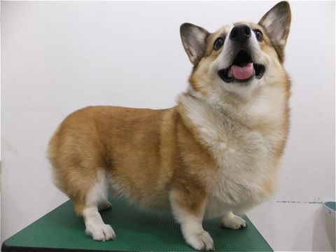 コーギーサマーカットコーギートリミング文京区フントヒュッテhundehutte東京ビションフリーゼフントヒュッテ通販犬用グッズ首輪リードハーネスカフェリード2.jpg
