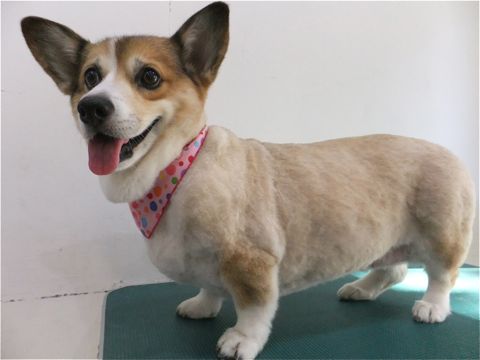 コーギーサマーカットコーギートリミング文京区フントヒュッテhundehutte東京ビションフリーゼフントヒュッテ通販犬用グッズ首輪リードハーネスカフェリード3.jpg