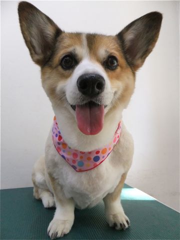 コーギーサマーカットコーギートリミング文京区フントヒュッテhundehutte東京ビションフリーゼフントヒュッテ通販犬用グッズ首輪リードハーネスカフェリード4.jpg