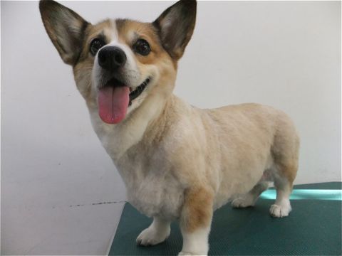 コーギーサマーカットコーギートリミング文京区フントヒュッテhundehutte東京ビションフリーゼフントヒュッテ通販犬用グッズ首輪リードハーネスカフェリード6.jpg