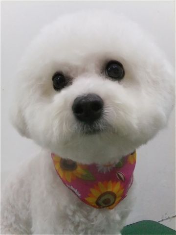 ビションフリーゼトリミング文京区ペットホテルビションカットフントヒュッテビションフリーゼ赤ちゃん東京hundehutte通販犬グッズマリメッコキャリーバッグ6.jpg
