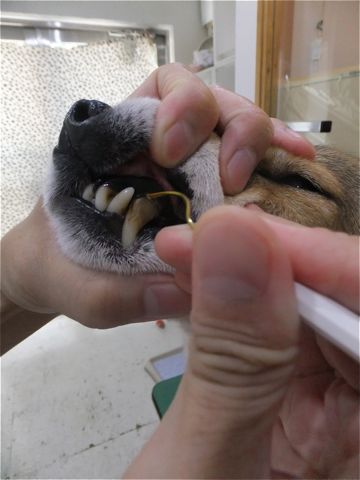 犬歯垢歯石歯周病歯石除去手術動物病院文京区フントヒュッテ歯石除去無麻酔東京ビションフリーゼトリミング文京区ビションフリーゼカット東京hundehutte1.jpg