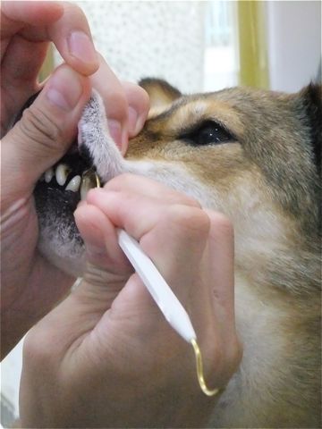 犬歯垢歯石歯周病歯石除去手術動物病院文京区フントヒュッテ歯石除去無麻酔東京ビションフリーゼトリミング文京区ビションフリーゼカット東京hundehutte2.jpg