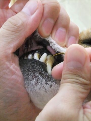 犬歯垢歯石歯周病歯石除去手術動物病院文京区フントヒュッテ歯石除去無麻酔東京ビションフリーゼトリミング文京区ビションフリーゼカット東京hundehutte3.jpg