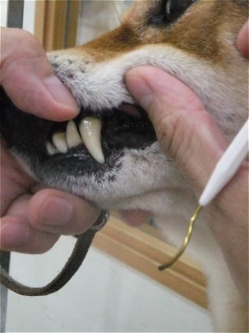 犬歯垢歯石歯周病歯石除去手術動物病院文京区フントヒュッテ歯石除去無麻酔東京ビションフリーゼトリミング文京区ビションフリーゼカット東京hundehutte4.jpg