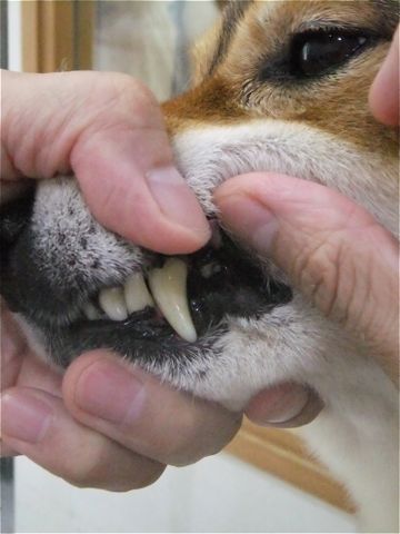 犬歯垢歯石歯周病歯石除去手術動物病院文京区フントヒュッテ歯石除去無麻酔東京ビションフリーゼトリミング文京区ビションフリーゼカット東京hundehutte5.jpg
