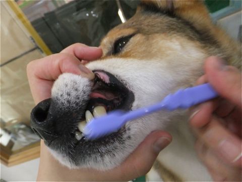 犬歯垢歯石歯周病歯石除去手術動物病院文京区フントヒュッテ歯石除去無麻酔東京ビションフリーゼトリミング文京区ビションフリーゼカット東京hundehutte6.jpg
