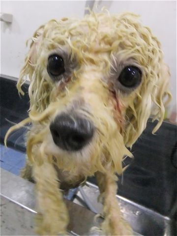 ビションフリーゼトリミング文京区ビションフリーゼカットフントヒュッテビションフリーゼこいぬ子犬東京hundehutte犬のトリミングハーブパック犬歯磨き歯石除去1.jpg