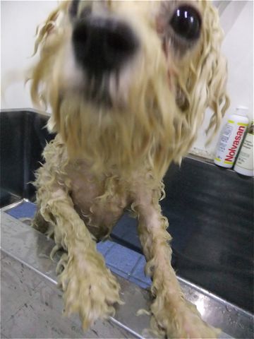 ビションフリーゼトリミング文京区ビションフリーゼカットフントヒュッテビションフリーゼこいぬ子犬東京hundehutte犬のトリミングハーブパック犬歯磨き歯石除去2.jpg