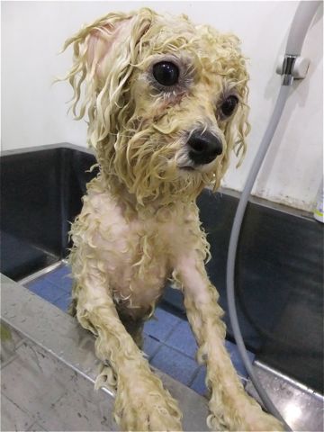 ビションフリーゼトリミング文京区ビションフリーゼカットフントヒュッテビションフリーゼこいぬ子犬東京hundehutte犬のトリミングハーブパック犬歯磨き歯石除去3.jpg
