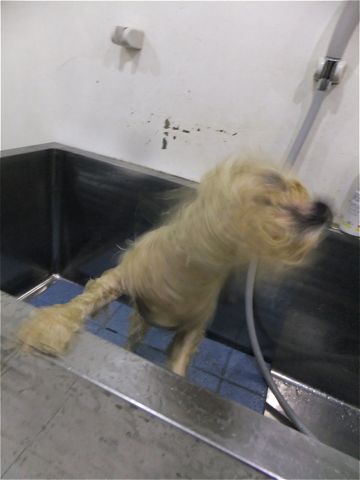 ビションフリーゼトリミング文京区ビションフリーゼカットフントヒュッテビションフリーゼこいぬ子犬東京hundehutte犬のトリミングハーブパック犬歯磨き歯石除去4.jpg