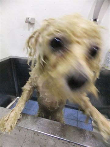 ビションフリーゼトリミング文京区ビションフリーゼカットフントヒュッテビションフリーゼこいぬ子犬東京hundehutte犬のトリミングハーブパック犬歯磨き歯石除去5.jpg