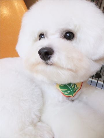 ビションフリーゼトリミング文京区ビションフリーゼカットフントヒュッテビションフリーゼこいぬ子犬東京hundehutte犬のトリミングハーブパック犬歯磨き歯石除去7.jpg