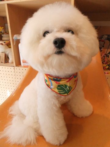 ビションフリーゼトリミング文京区ビションフリーゼカットフントヒュッテビションフリーゼこいぬ子犬東京hundehutte犬のトリミングハーブパック犬歯磨き歯石除去8.jpg