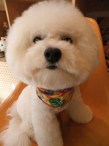 ビションフリーゼトリミング文京区ビションフリーゼカットフントヒュッテビションフリーゼこいぬ子犬東京hundehutte犬のトリミングハーブパック犬歯磨き歯石除去9.jpg