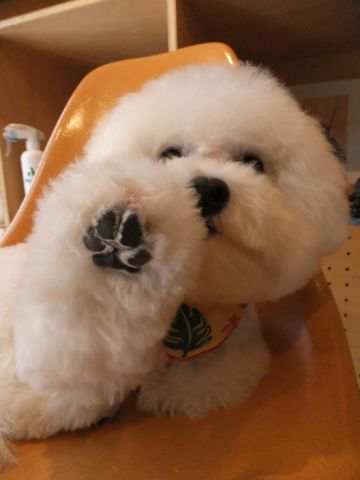 ビションフリーゼトリミング文京区ビションフリーゼカットフントヒュッテビションフリーゼこいぬ子犬東京hundehutte犬のトリミングハーブパック犬歯磨き歯石除去a.jpg