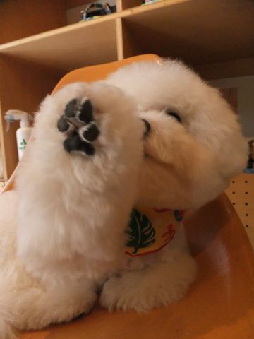 ビションフリーゼトリミング文京区ビションフリーゼカットフントヒュッテビションフリーゼこいぬ子犬東京hundehutte犬のトリミングハーブパック犬歯磨き歯石除去b.jpg