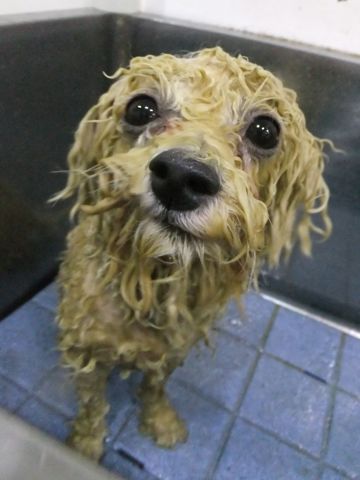 ビションフリーゼトリミング文京区ビションフリーゼカットフントヒュッテビションフリーゼこいぬ子犬東京hundehutte犬のトリミングわんちゃんハーブパック1.jpg