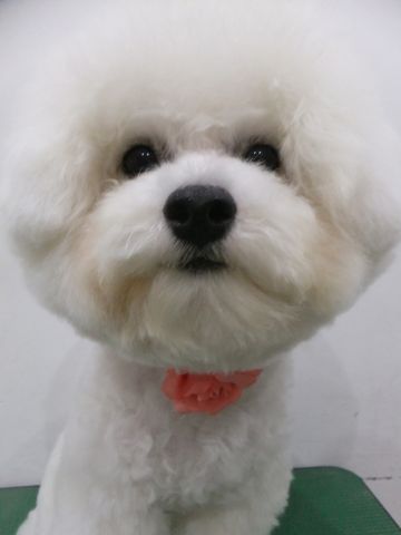 ビションフリーゼトリミング文京区ビションフリーゼカットフントヒュッテビションフリーゼこいぬ子犬東京hundehutte犬のトリミングわんちゃんハーブパック5.jpg