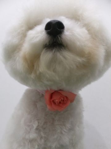ビションフリーゼトリミング文京区ビションフリーゼカットフントヒュッテビションフリーゼこいぬ子犬東京hundehutte犬のトリミングわんちゃんハーブパック6.jpg